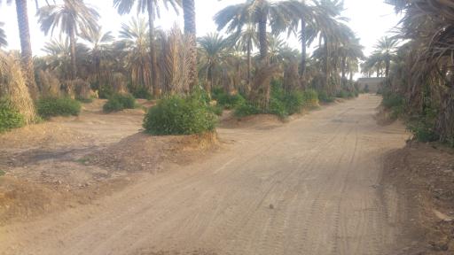 عکس باغ مرکبات جاماسبی