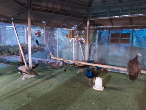 عکس باغ پرندگان کرج