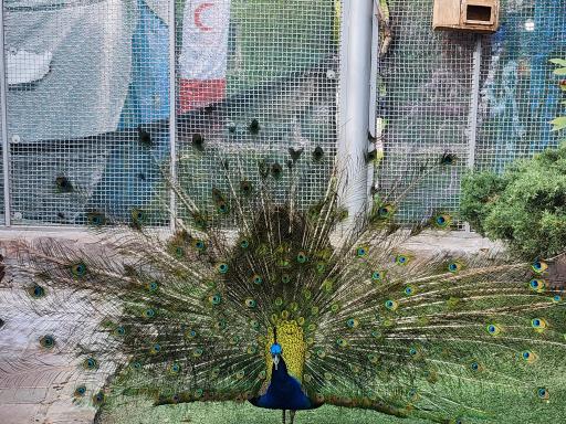 عکس باغ پرندگان کرج