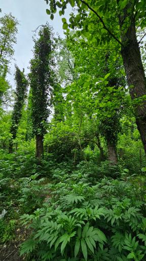 عکس پارک جنگلی صفرا بسته
