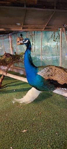 عکس باغ پرندگان کرج