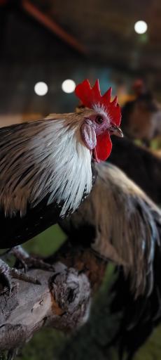 عکس باغ پرندگان کرج