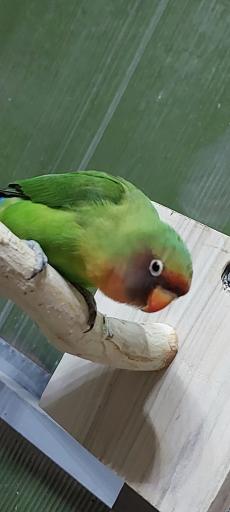 عکس باغ پرندگان کرج