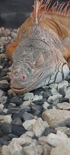 عکس باغ پرندگان کرج