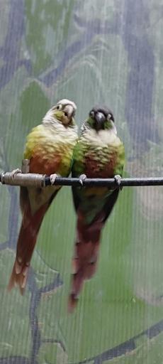 عکس باغ پرندگان کرج