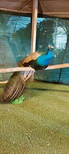 عکس باغ پرندگان کرج