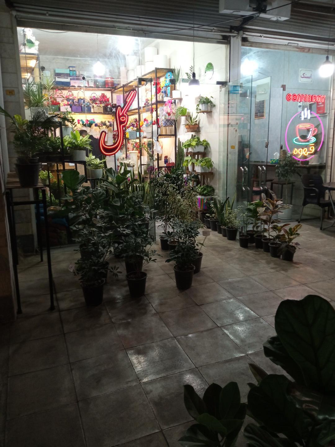 عکس گُل آنِمون