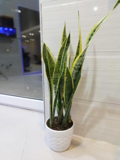 عکس آرایشگاه یاس 