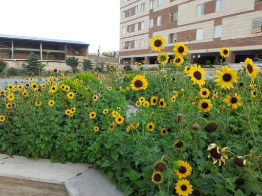 عکس مجتمع مسکونی یاس