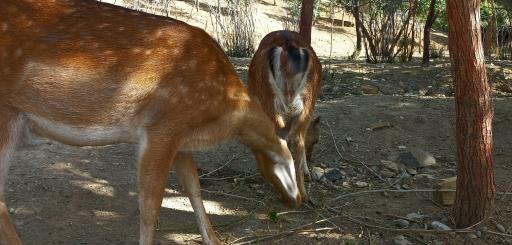 عکس بوستان طبیعت