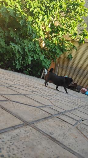 عکس پت شاپ و هتل پانسیون آکیتا