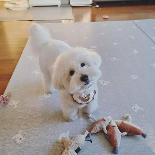 عکس پت شاپ و هتل پانسیون آکیتا