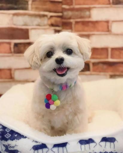 عکس پت شاپ و هتل پانسیون آکیتا