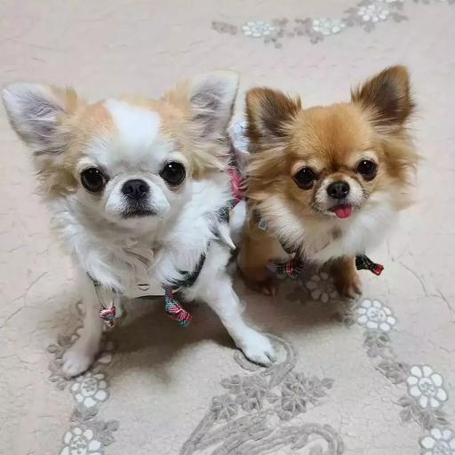 عکس پت شاپ و هتل پانسیون آکیتا