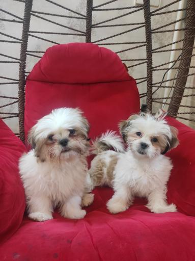 عکس پت شاپ و هتل پانسیون آکیتا