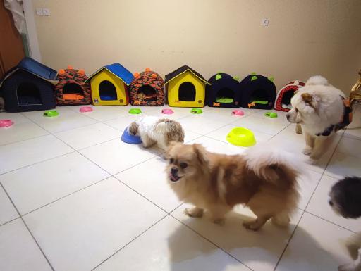 عکس پت شاپ و هتل پانسیون آکیتا