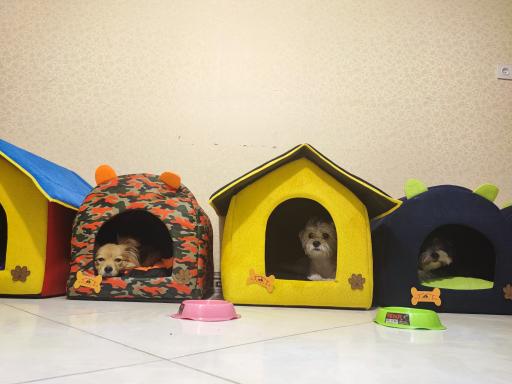 عکس پت شاپ و هتل پانسیون آکیتا