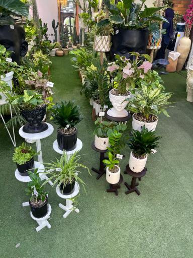 عکس گل و گیاه ReN