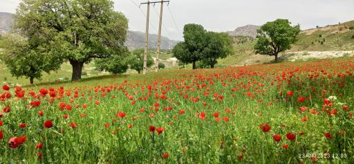 عکس شهرک گل سفید