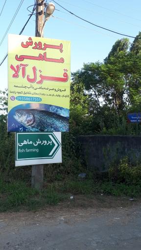 عکس پرورش ماهی قزل آلا