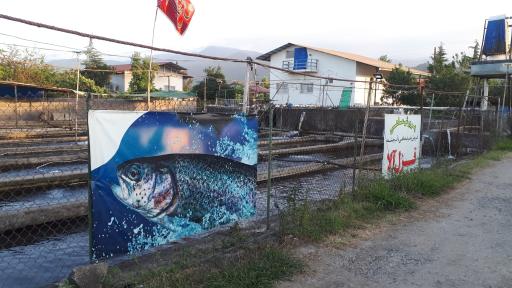 عکس پرورش ماهی قزل آلا