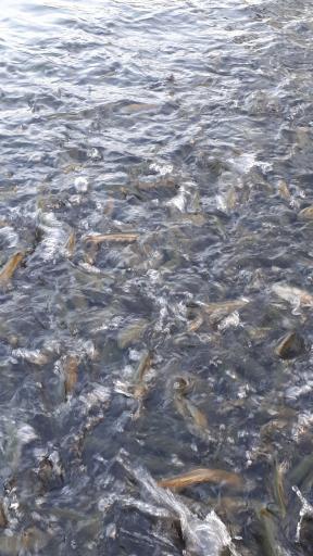 عکس پرورش ماهی قزل آلا