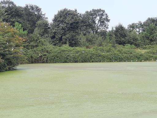 عکس برکه های تخسم 