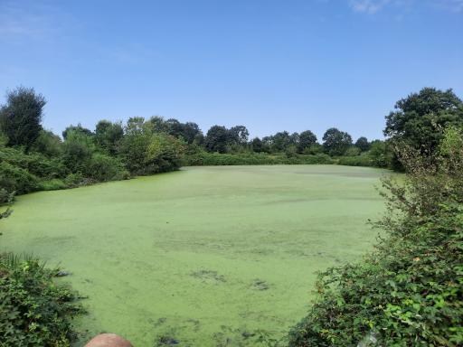 عکس برکه های تخسم 