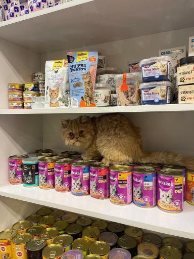 عکس پت شاپ‌ و کلینیک دامپزشکی کایا