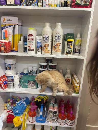 پت شاپ‌ و کلینیک کارو