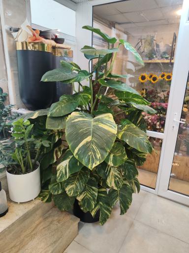 عکس گلفروشی تی تی