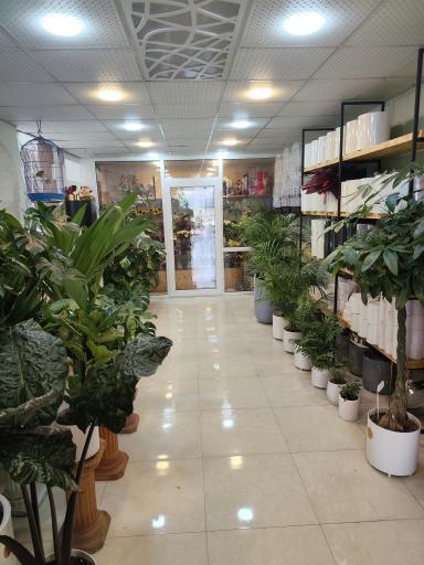 عکس گلفروشی تی تی