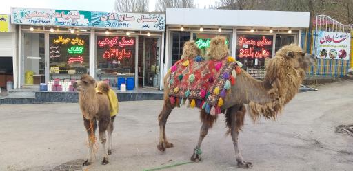 عکس عسل فروشی ساوالان