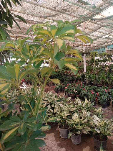 عکس تولیدی گلباغ معین صفرزاده