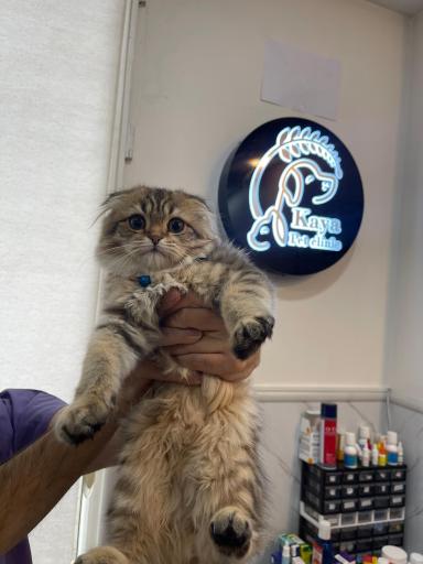 پت شاپ‌ و کلینیک دامپزشکی کایا