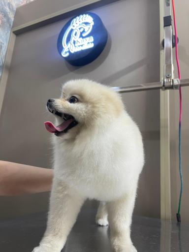 پت شاپ‌ و کلینیک دامپزشکی کایا