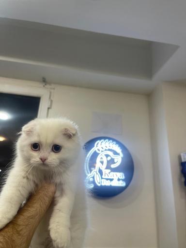 پت شاپ‌ و کلینیک دامپزشکی کایا