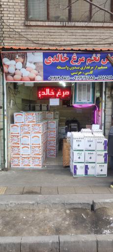 عکس پخش تخم مرغ خالدی 