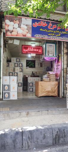 عکس پخش تخم مرغ خالدی 