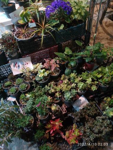 عکس گل و نهال ترزفان