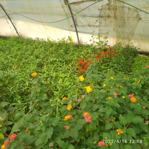 عکس گل و نهال ترزفان