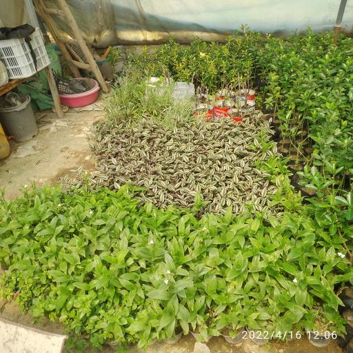 عکس گل و نهال ترزفان