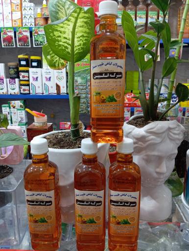 عکس عطاری و سلامتکده ترنج 