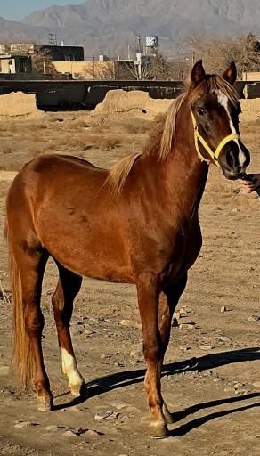 عکس مجوعه ی پرورش اسب آریا