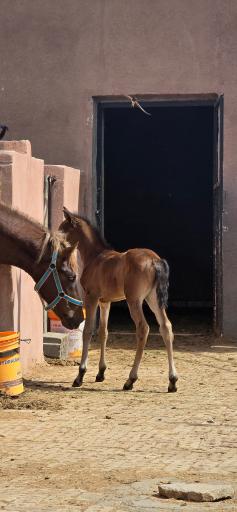 عکس مجوعه ی پرورش اسب آریا