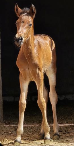 عکس مجوعه ی پرورش اسب آریا