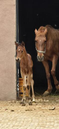 عکس مجوعه ی پرورش اسب آریا