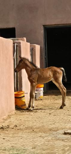 عکس مجوعه ی پرورش اسب آریا
