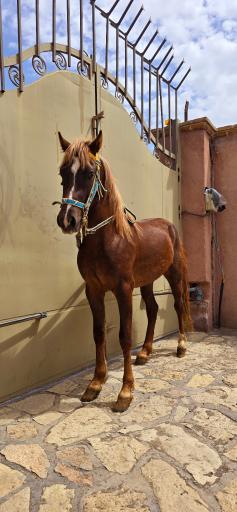 عکس مجوعه ی پرورش اسب آریا