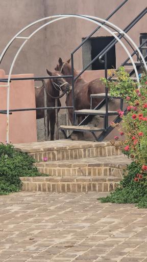 عکس مجوعه ی پرورش اسب آریا